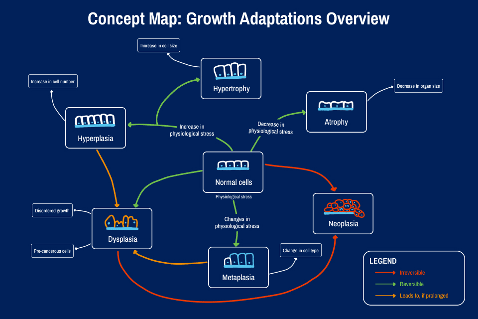 Graphic shows an example of mind-mapping connecting different concepts of cell growth adaptations, including hyperplasia, hypertrophy, atrophy, neoplasia, metaplasia and dysplasia. Arrows connect these concepts to normal cells to show how one leads to the other. 